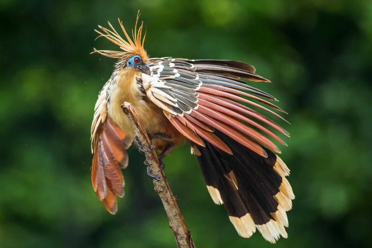 Pumarinri Amazon Lodge Tarapoto Esterno foto